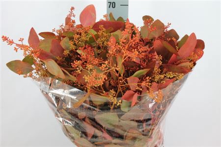 <h4>Euca Populus Bes Klb Herfst 300 Gram</h4>