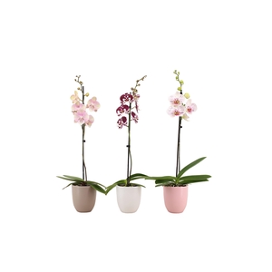 Hugo Hotel Mix Phal Mix 1T9+