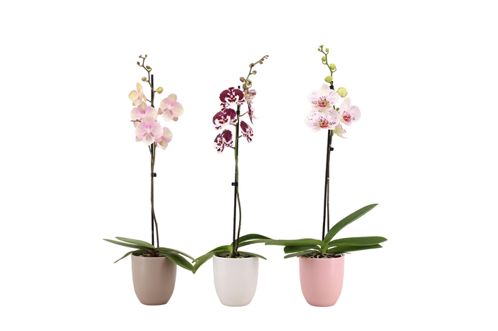 <h4>Hugo Hotel Mix Phal Mix 1T9+</h4>