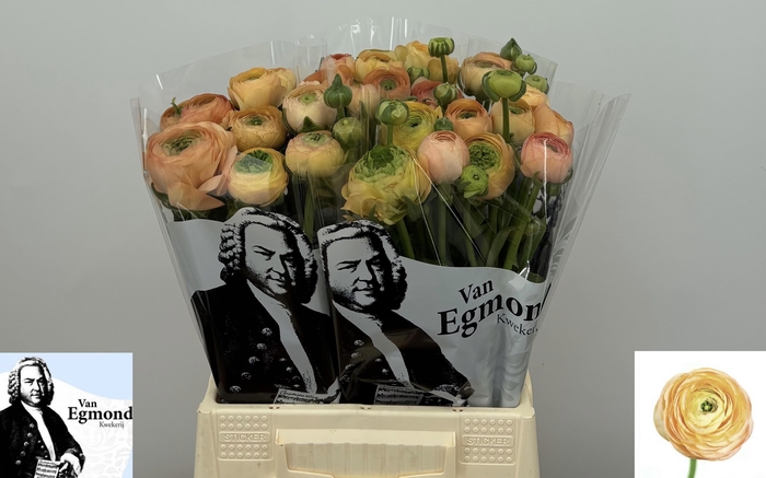 <h4>Ran El Salmon</h4>