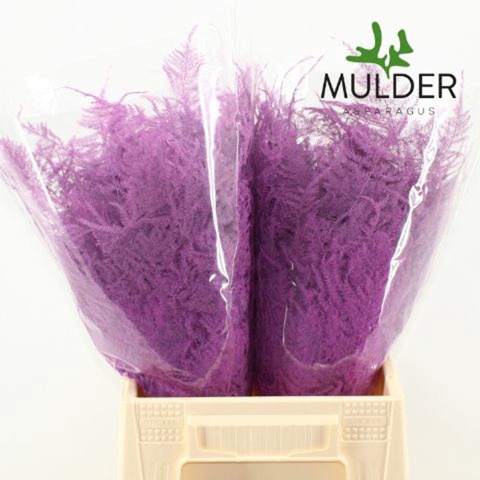 <h4>ASPARAGUS DYED FUCHSIA</h4>