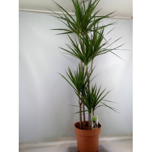 Dracaena marg.
