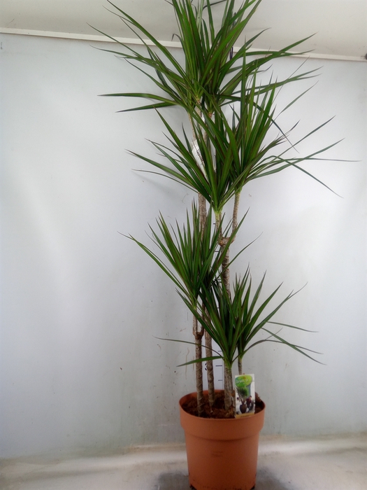 <h4>Dracaena marg.</h4>