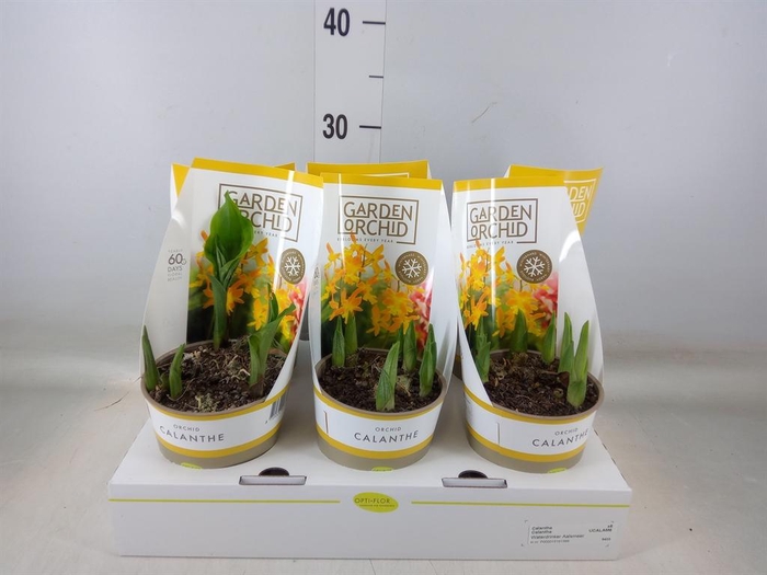 <h4>Calanthe   ...</h4>