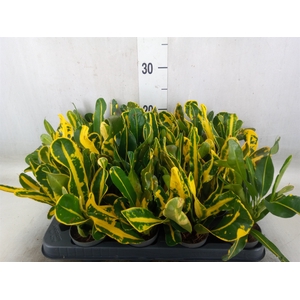 Codiaeum var. GR 'Mammi'