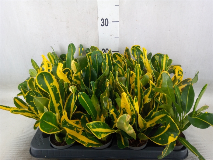<h4>Codiaeum var. GR 'Mammi'</h4>