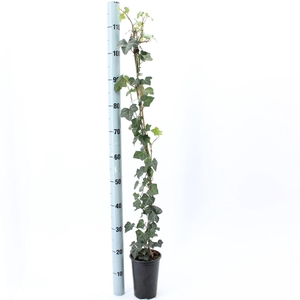 Hedera hibernica