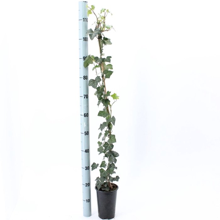 <h4>Hedera hibernica</h4>