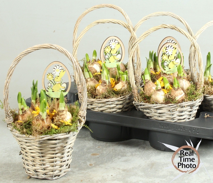 <h4>ARR NARCISSUS</h4>