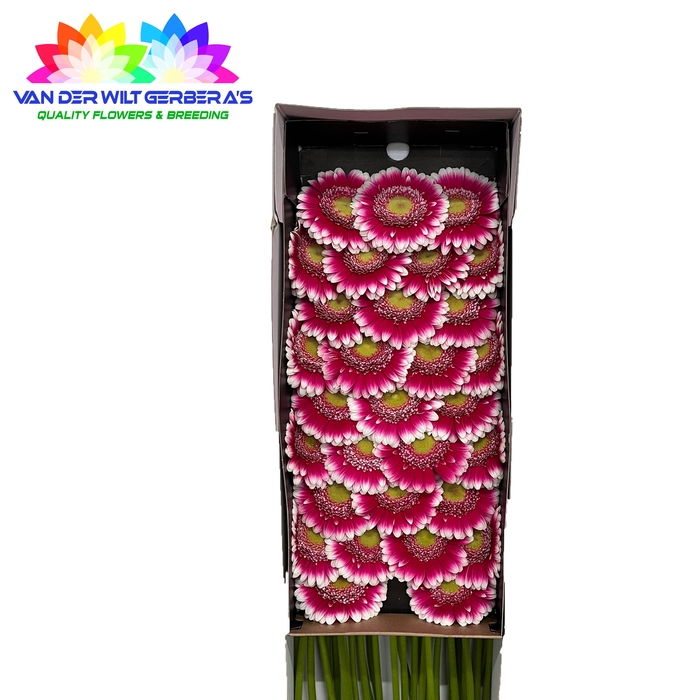 <h4>Germini Josie Doos</h4>