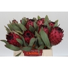 Protea Barbigera Ruby Princess Air