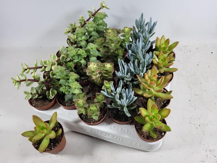 <h4>SUCC GEM 5 SRT</h4>