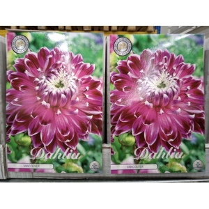 Dahlia   ...flowerbulbs