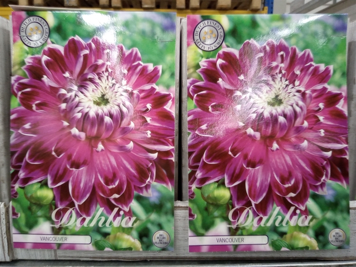 <h4>Dahlia   ...flowerbulbs</h4>