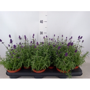 Lavandula angus. 'Hidcote'