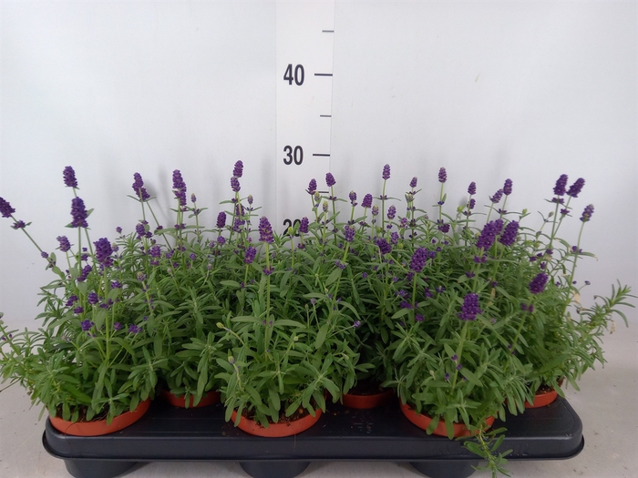 <h4>Lavandula angus. 'Hidcote'</h4>