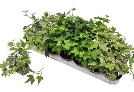 <h4>Hed He Gem 3 Srt</h4>