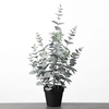 AF Eucalyptus pot H58cm Green