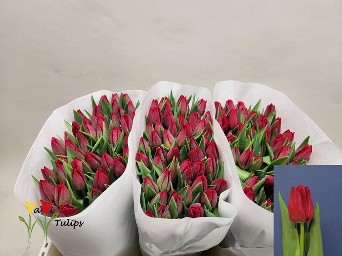 <h4>TU EN SEADOV</h4>