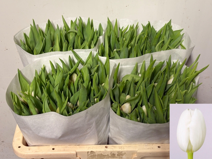 <h4>TU EN WHITE MARVEL</h4>