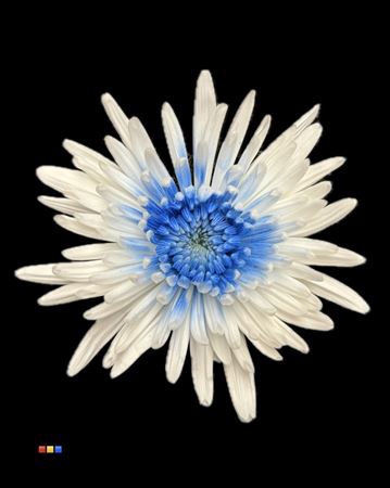 Chr G Ana White + Blue