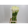 Zantedeschia Eydolls White