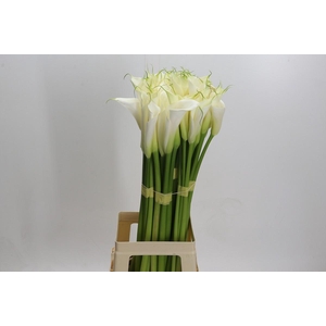 Zantedeschia Eydolls White