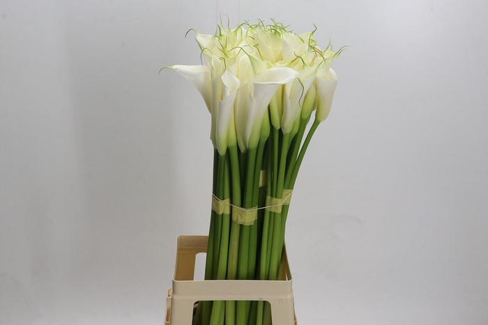 <h4>Zantedeschia Eydolls White</h4>