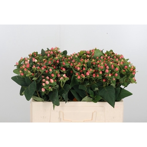 Hyp Pacific Pink