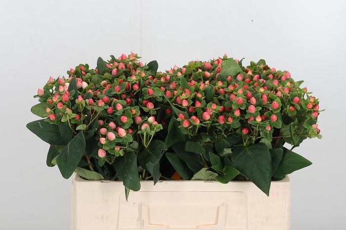 <h4>Hyp Pacific Pink</h4>