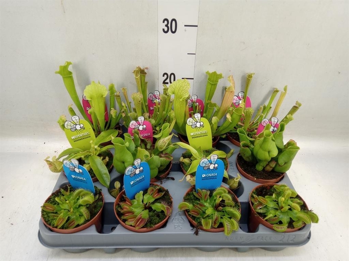 <h4>Vleesetende planten</h4>