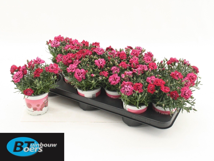 <h4>Dian Di Early Love</h4>