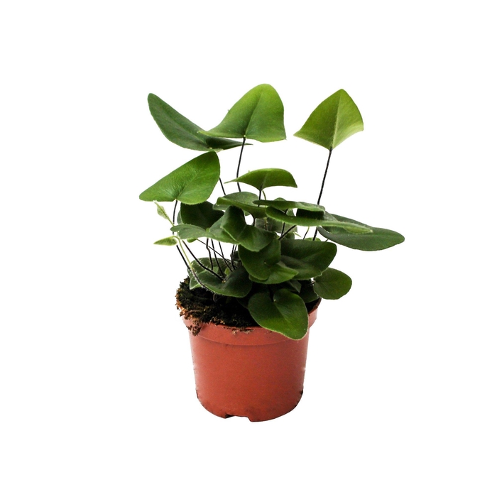 <h4>Hemionitis Arifolia (Hartjesvaren)</h4>