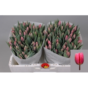 TU EN PRETTY PRINCES