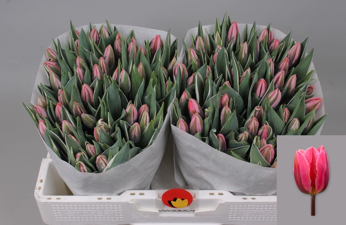 <h4>TU EN PRETTY PRINCES</h4>