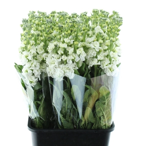 Matthiola Incana White