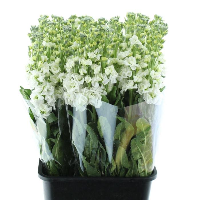 <h4>Matthiola Incana White</h4>