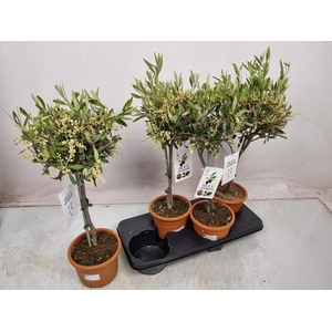 OLEA EUROPAEA