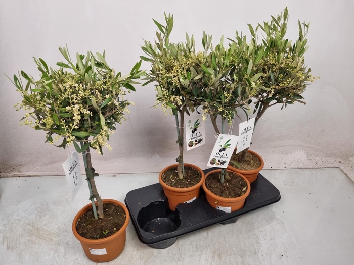 <h4>OLEA EUROPAEA</h4>