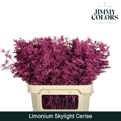 Limonium Skylight L80 Klbh. Cerise