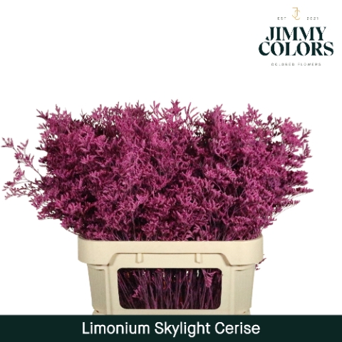 <h4>Limonium Skylight L80 Cerise</h4>