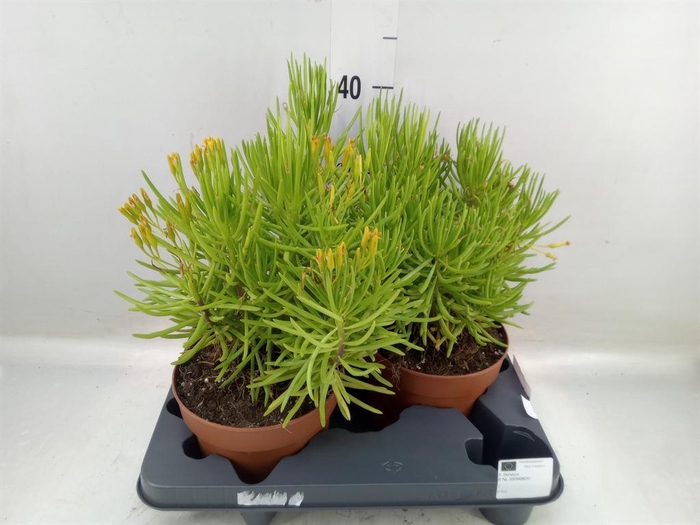 <h4>Senecio   ...</h4>