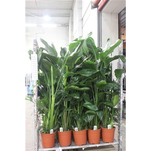 Strelitzia Nicolai