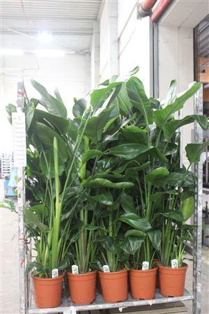 <h4>Strelitzia Nicolai</h4>