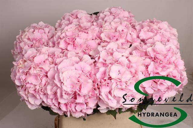 <h4>HYDR M CH VERENA</h4>