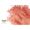 Dried Bleached Broom Bloom Light Pink