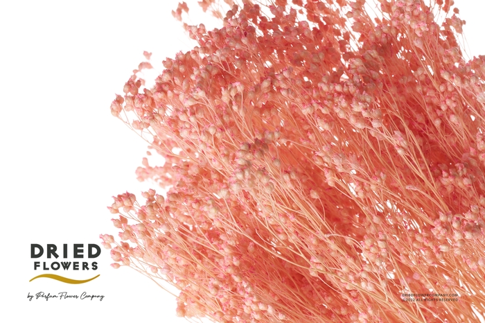 <h4>Dried Bleached Broom Bloom Light Pink</h4>