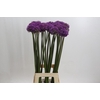 Allium Dark Knight