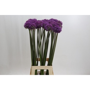 Allium Dark Knight
