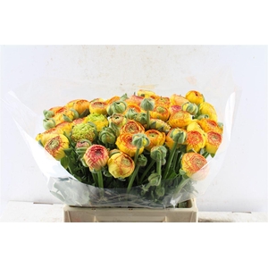 Ran Aazur Orange Stripe